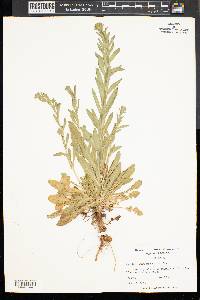 Lepidium campestre image