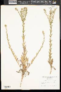 Lepidium campestre image