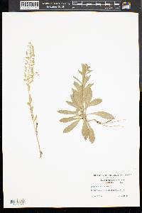 Lepidium campestre image