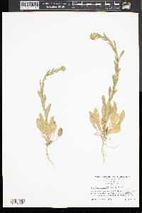 Lepidium campestre image