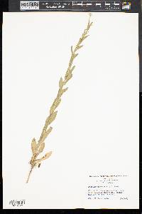 Lepidium campestre image