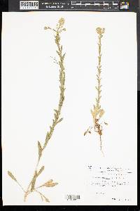 Lepidium campestre image