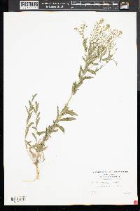 Lepidium campestre image