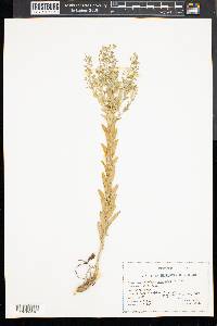 Lepidium campestre image