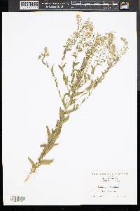 Lepidium campestre image