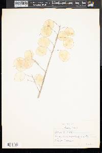 Lunaria annua image