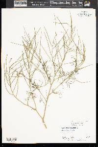 Sisymbrium altissimum image