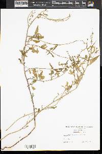 Sisymbrium officinale image