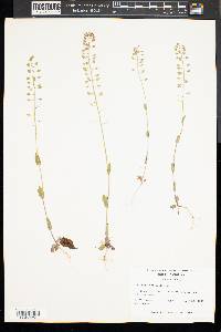 Microthlaspi perfoliatum image