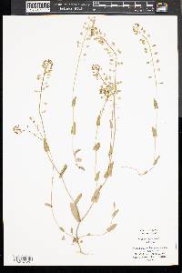 Microthlaspi perfoliatum image