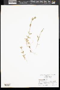 Cerastium nutans image