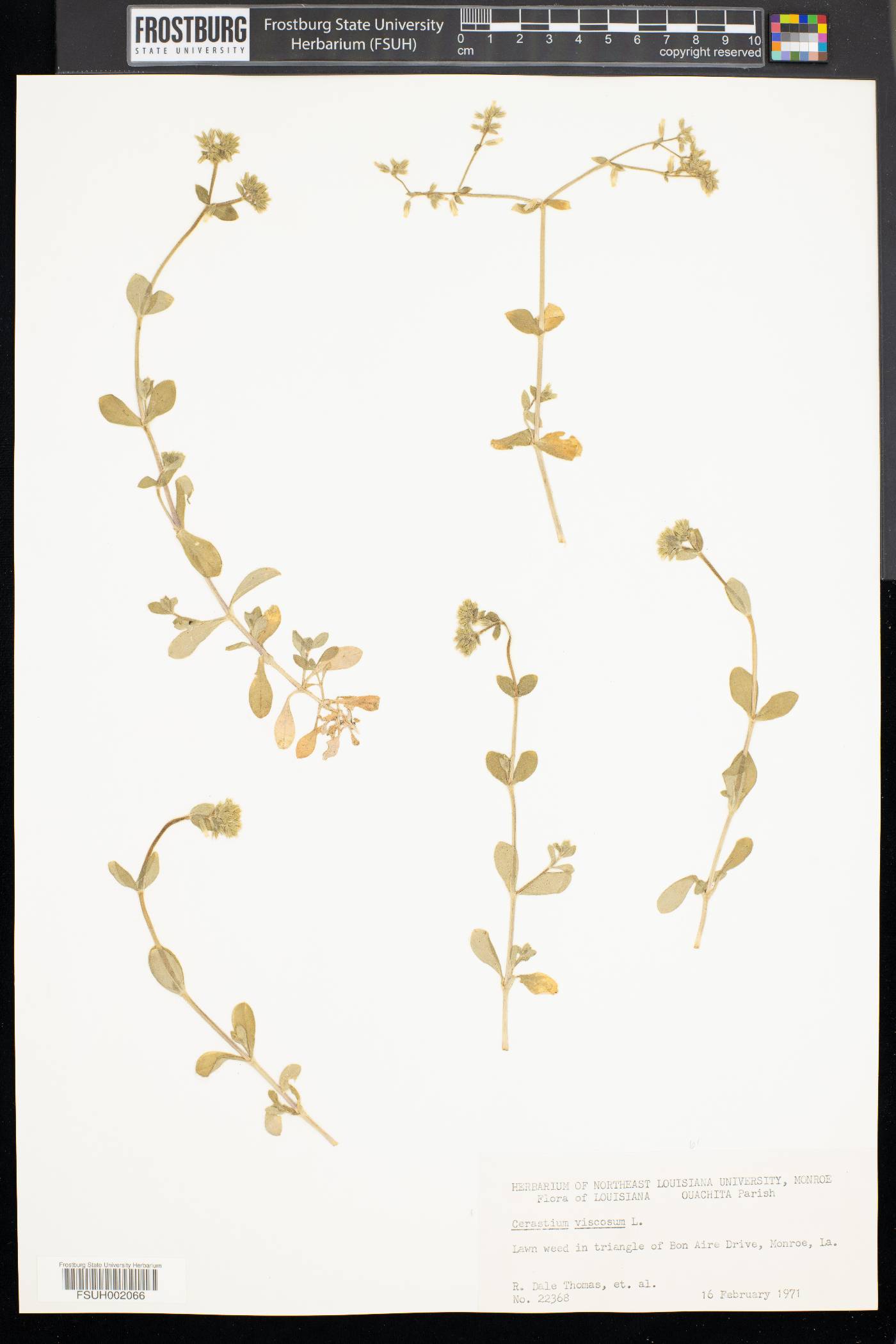 Cerastium viscosum image