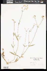 Silene latifolia image