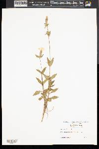 Silene latifolia image