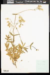 Silene vulgaris image