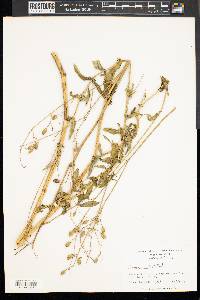 Silene vulgaris image