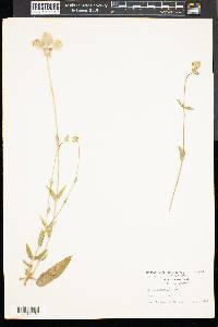 Silene vulgaris image