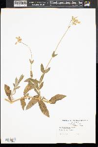 Silene vulgaris image