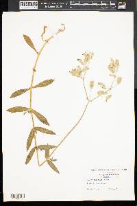 Silene vulgaris image