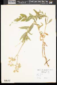 Silene vulgaris image