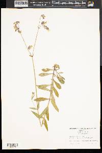 Silene vulgaris image