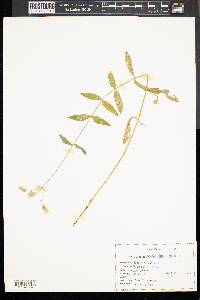 Silene vulgaris image