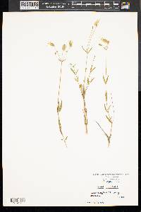 Silene vulgaris image