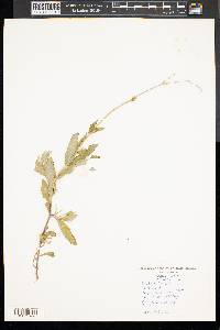 Silene vulgaris image
