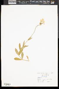 Silene vulgaris image