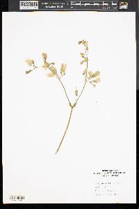 Silene vulgaris image