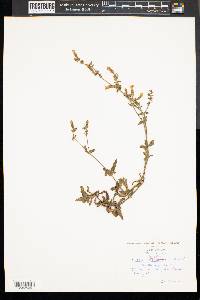 Silene noctiflora image