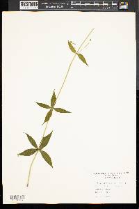 Silene stellata image