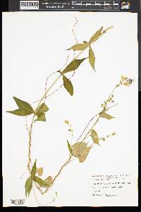 Silene stellata image