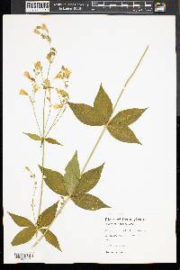 Silene stellata image