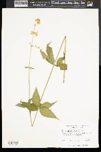 Silene stellata image