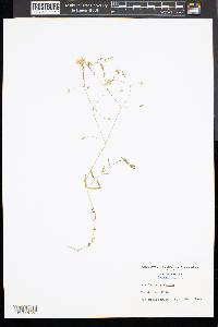 Stellaria graminea image