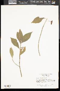 Euonymus obovatus image