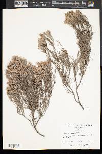 Hudsonia tomentosa image