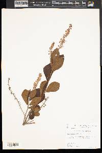 Clethra alnifolia image