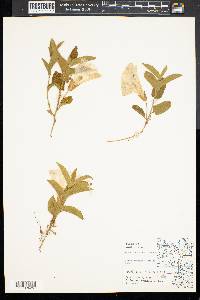 Convolvulus spithamaeus image