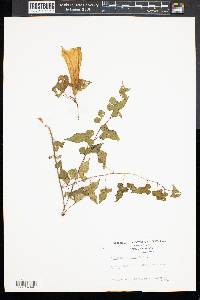 Ipomoea purpurea image