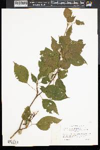 Cornus alternifolia image