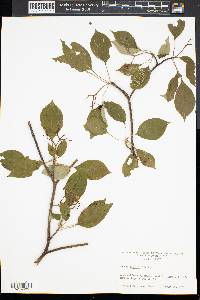 Cornus alternifolia image