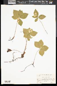 Cornus canadensis image