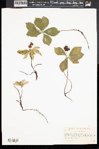 Cornus canadensis image