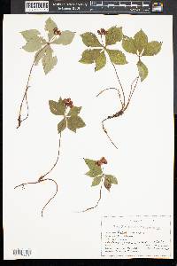 Cornus canadensis image