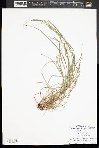 Carex aestivalis image