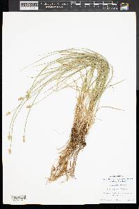 Carex aggregata image