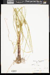 Carex baileyi image