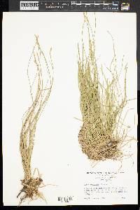 Carex bromoides image